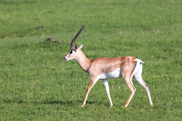 ケニアの国立公園の緑の牧草地にガゼルを許可