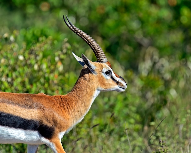 Grant's gazelle in their natural habitat . Kenya .