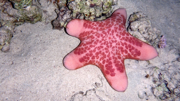 Гранулированная морская звезда на морском дне в Красном море, Эйлат, Израиль