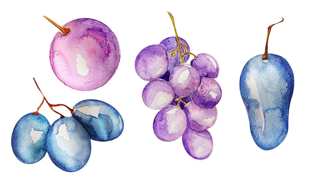 Виноградные ягоды акварелью изолированные элементы