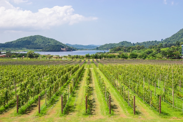 Grape boerderij en tuin bij het meer en de bergen is de populaire toeristische bestemming van Pattaya.