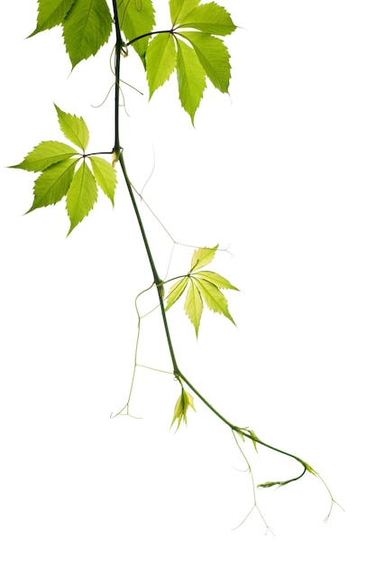 Grape branch