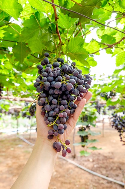 Grape bunch fruit in vineyard