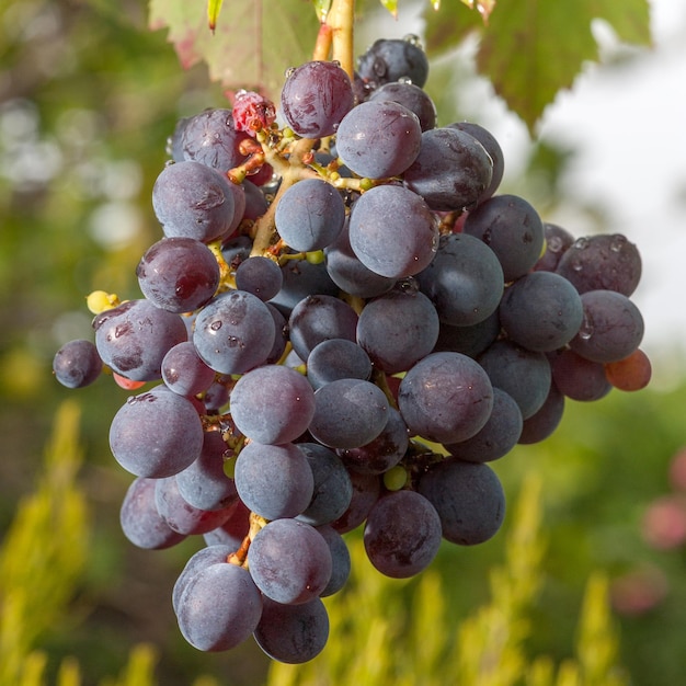 Grape bunch in the vine