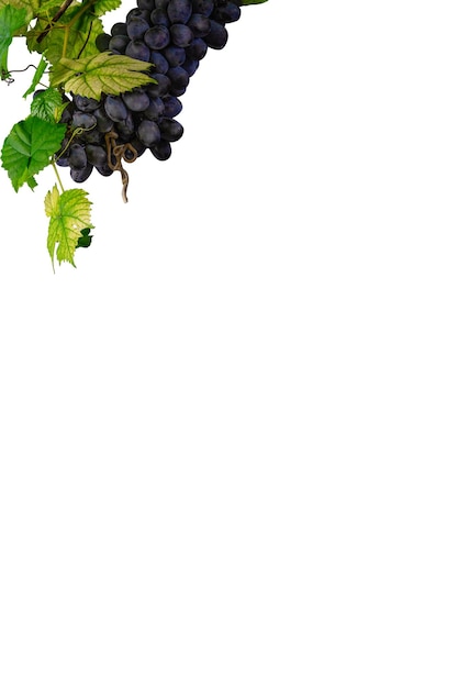 Виноградная гроздь с виноградными листьями на белом фоне