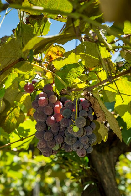 Photo grape bunches in vineyard ready to be harvested.