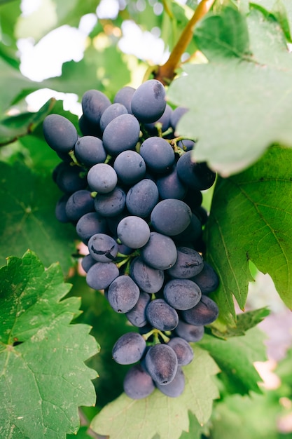 Grape fruit berry close up with leaves