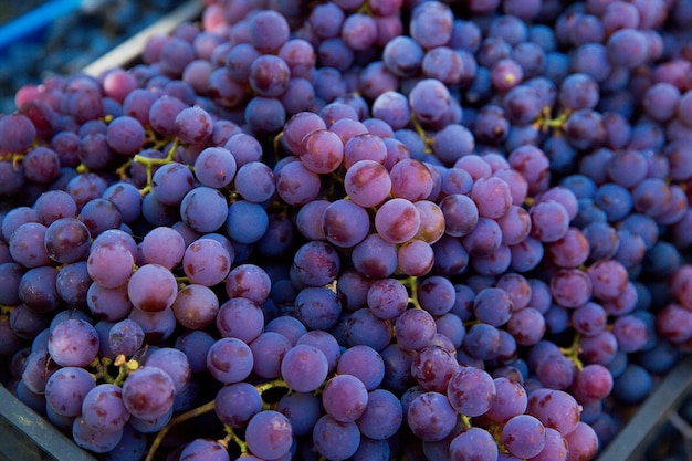 Grape harvest in the vineyard. Close-up of red and black clusters of Pinot Noir grapes collected in boxes and ready for wine production.