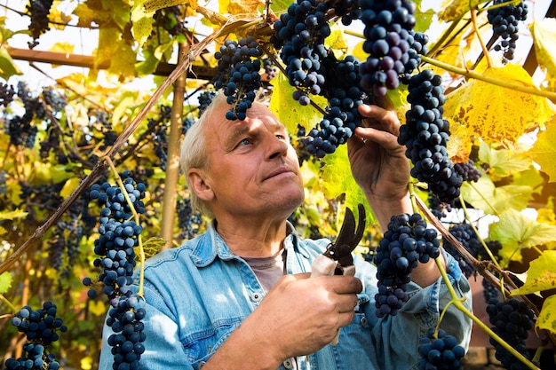 Grape harvest in the vineyard A man removes clusters of black Isabella grapes from a vine