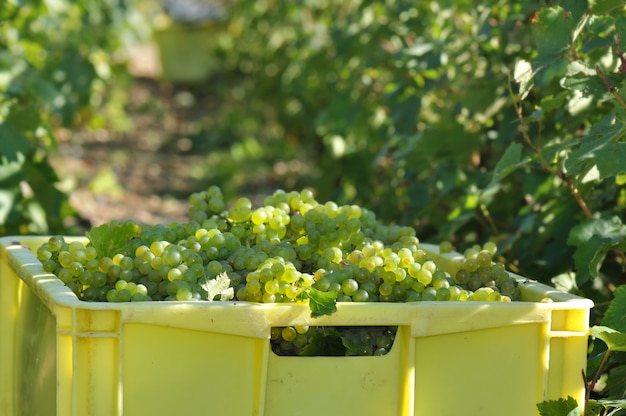 Grape harvest