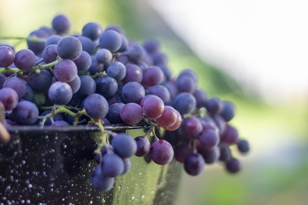 Grape Harvest