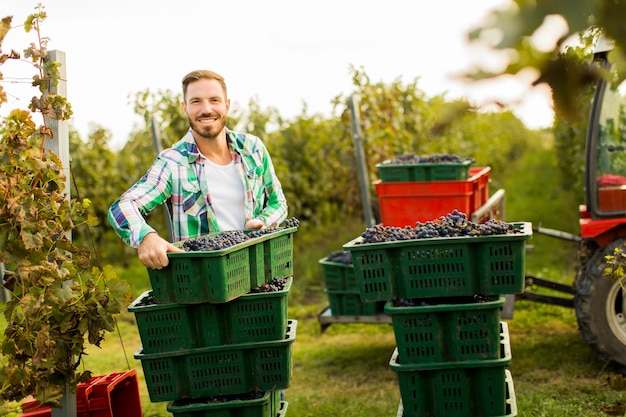 Grape harvest