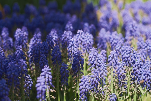 写真 ムスカリ植物としても知られるブドウ ヒヤシンスの花 春の花畑