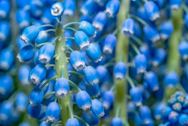 Photo grape hyacinth flower