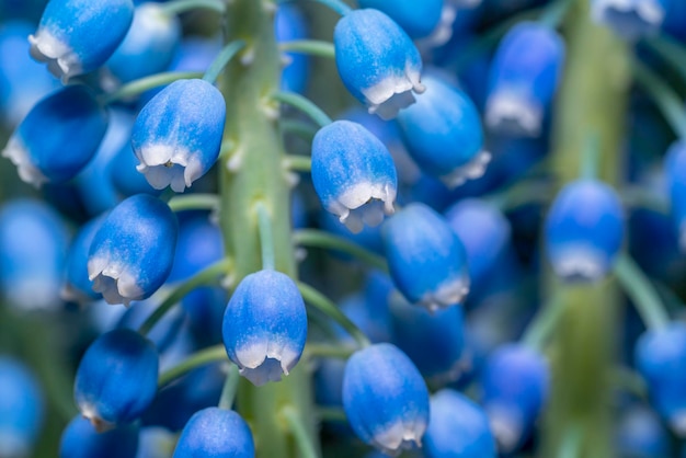 Photo grape hyacinth flower