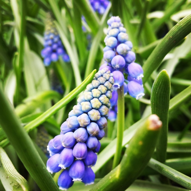 写真 ぶどうのヒアシンスの花