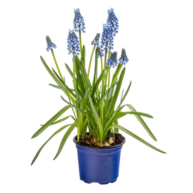 Grape hyacinth Muscari armeniacum blooming