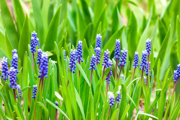 봄에는 포도 히아신스 (Muscari armeniacum)