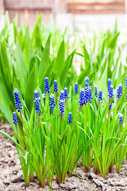 Виноградный гиацинт (Muscari armeniacum) весной