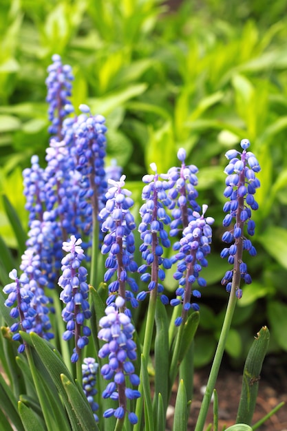 봄에는 포도 히아신스 (Muscari armeniacum)