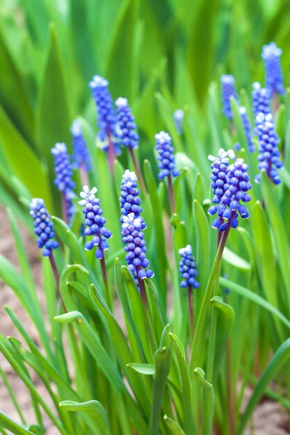 Grape hyacinth in spring