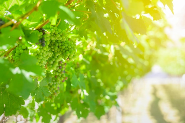 Grape in Vineyard voor het maken van wijn