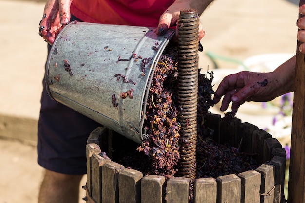 Grape juice close up during the autumn harvest Traditional old technique of wine making