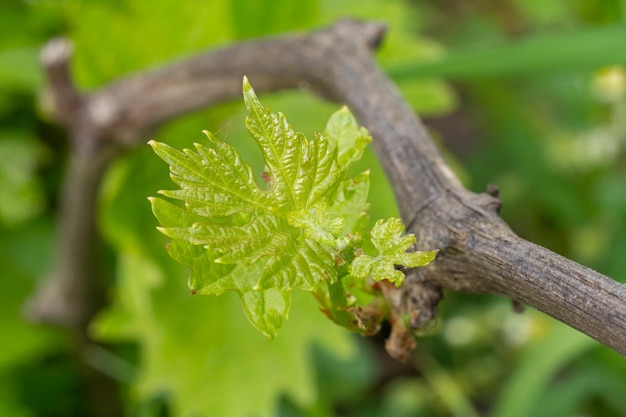 Photo grape leaf on a bush in the garden