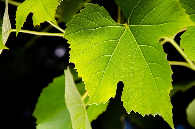 Foto foglia d'uva dettaglio su sfondo defocused soleggiato trama di foglie di uva verde foglie di vite con retroilluminazione
