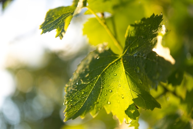 Grape leaf (grape) at sunset recently rained