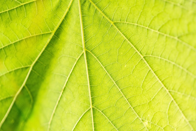 Grape leaf, green toned, macro. close up texture with copy space for design.