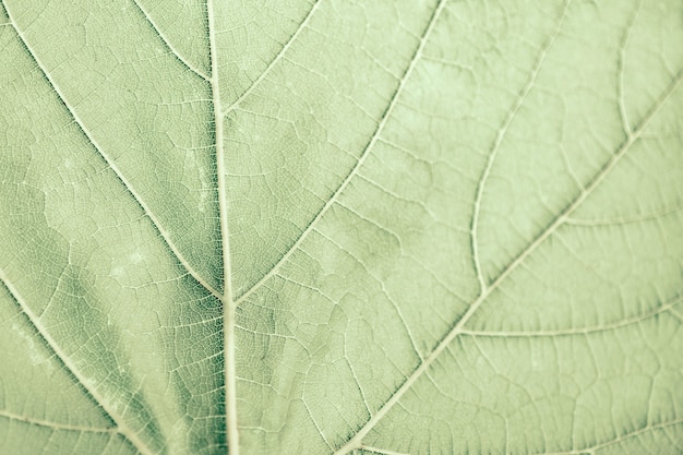 Grape leaf, green toned, macro. Close up texture with copy space for design.