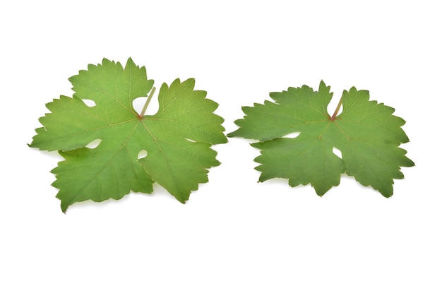 Grape leaf isolated