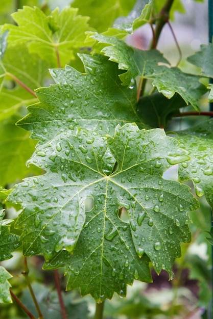Виноградный лист с каплями воды на кусте в солнечный летний день