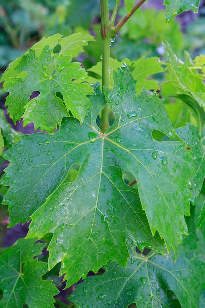 Grape leaf with water drops on the bush in sunny summer day.