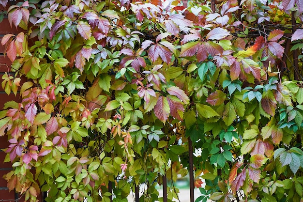 Grape leaves in autumn red color Hedge Nature