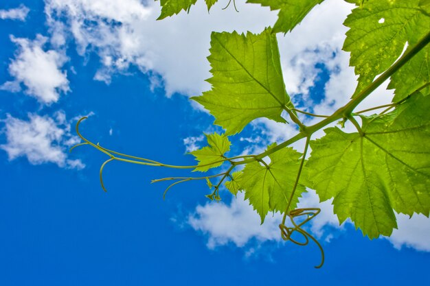 Grape leaves on a branch
