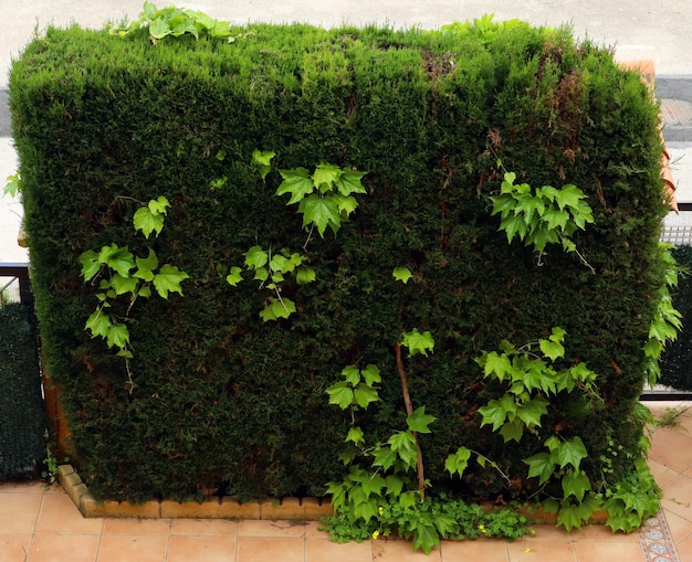 Grape leaves break through smooth wall of sheared cypress branches. Light green leaves against dark