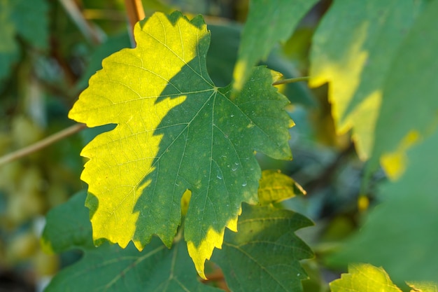 Grape leaves on the bush in sunny summer day