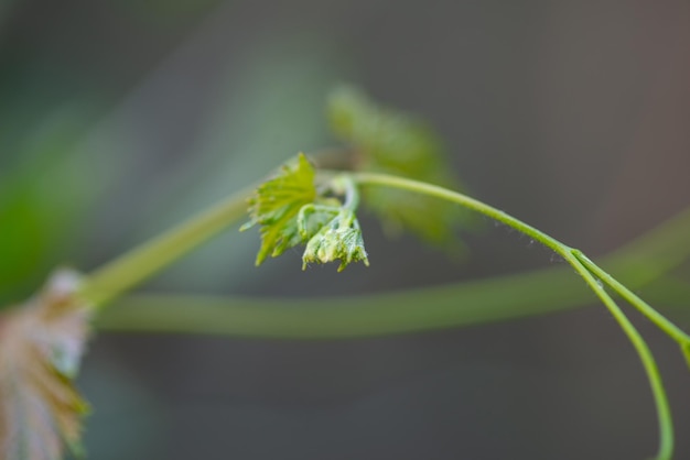 집 정원에 있는 포도 잎
