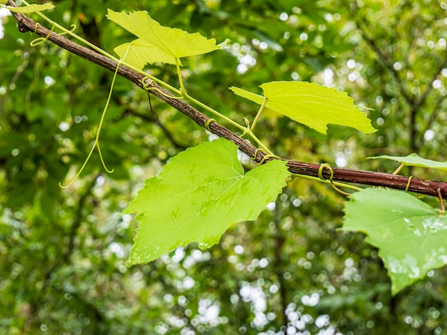 grape leaves in rainy day