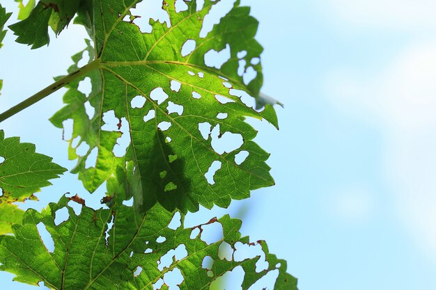 Grape leaves