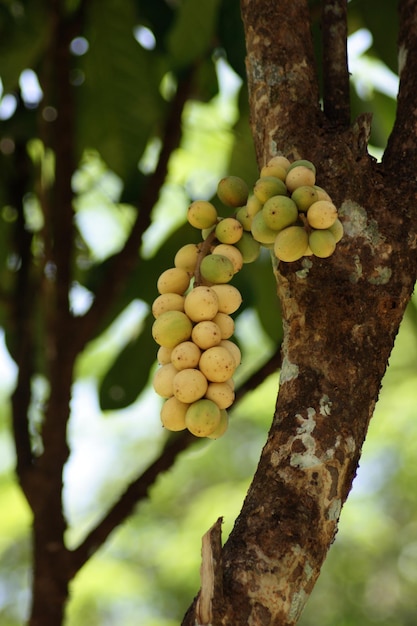 Grape of longan