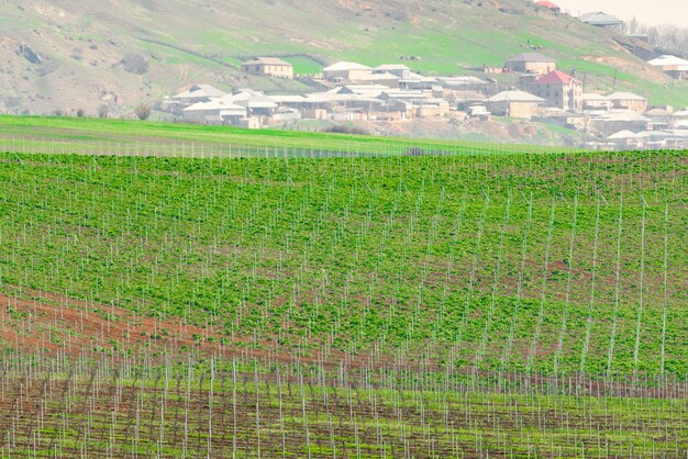 Grape plantation on the hillside