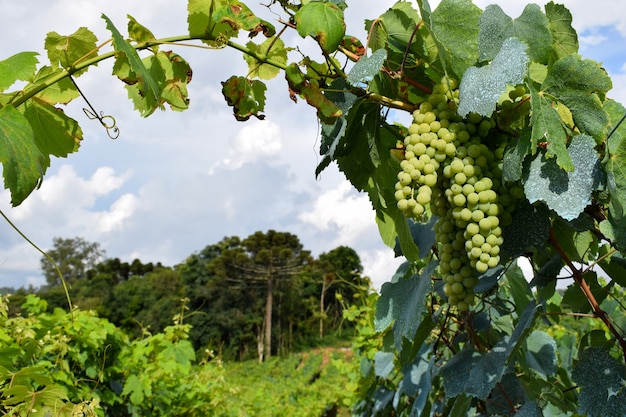 Grape plantation with green bunches