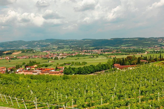 Grape plantations in an Italian winery.