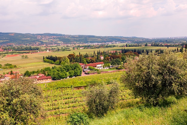 Grape plantations in an Italian winery.