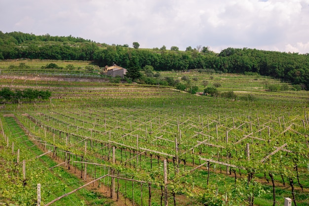 Grape plantations in an Italian winery.