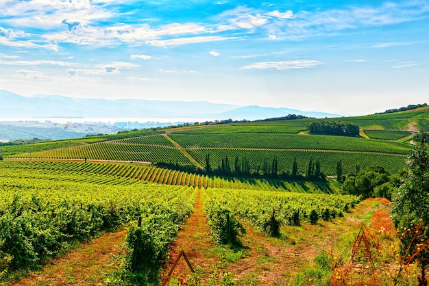 Piantagioni di uva vicino alla città di novorossiysk