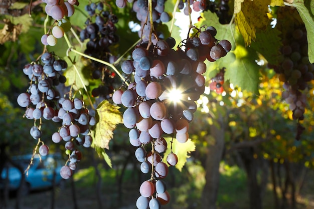 Grape planting